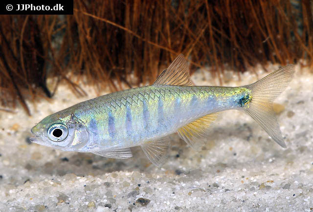 饰妆低线鱲动物辐鳍鱼类