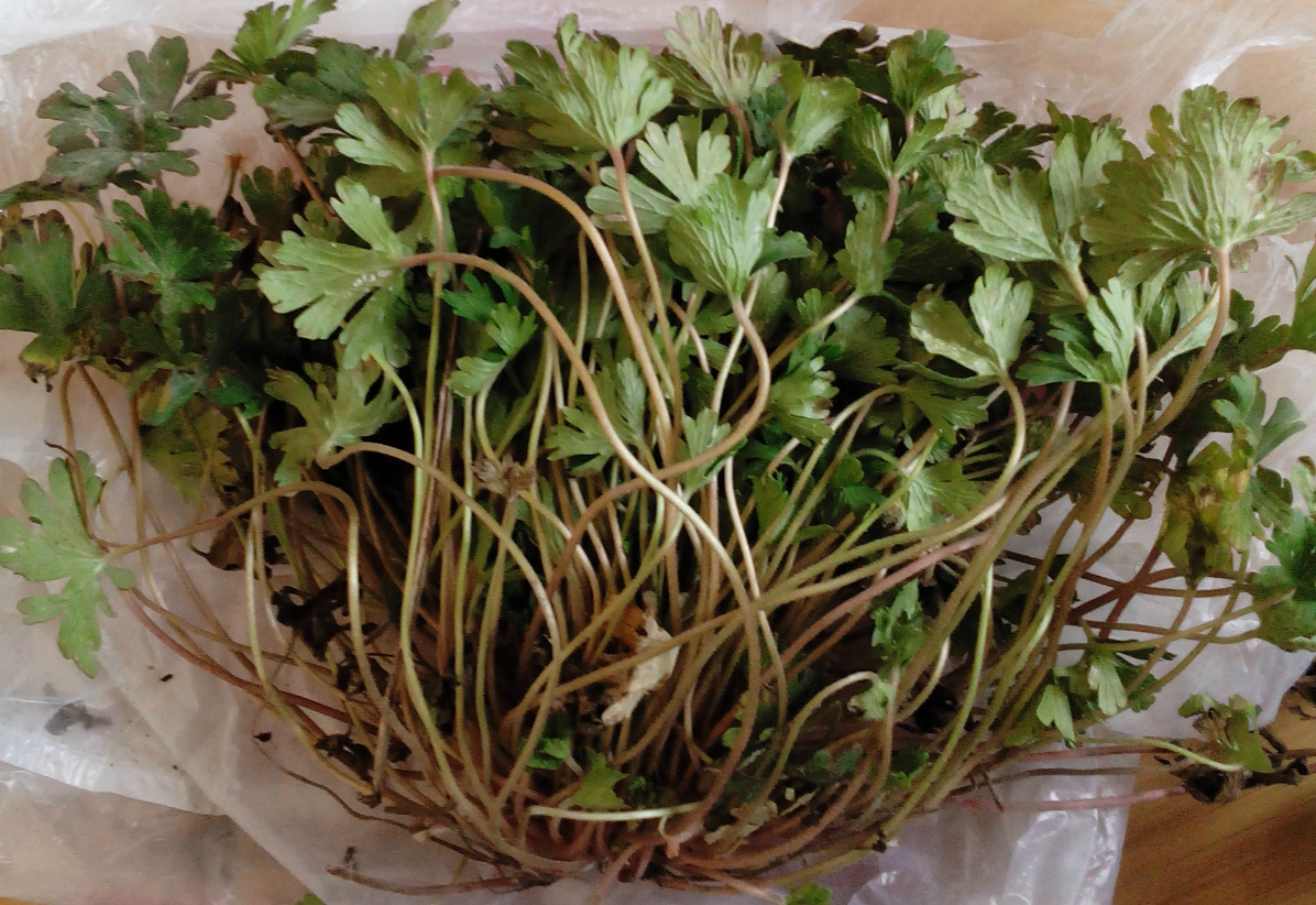 尼泊尔老鹳草-药用植物花谱-图片