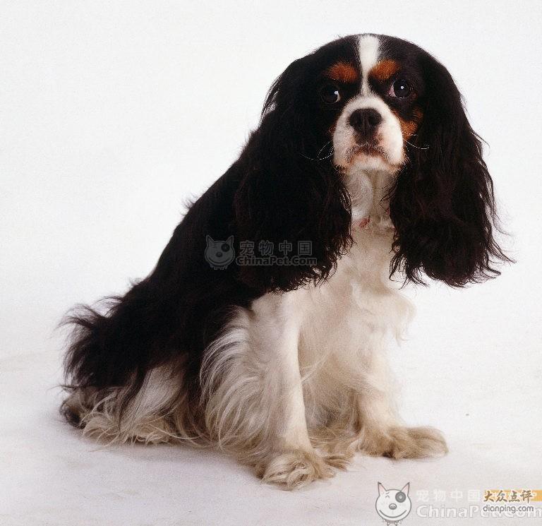 英国玩具猎鹬犬