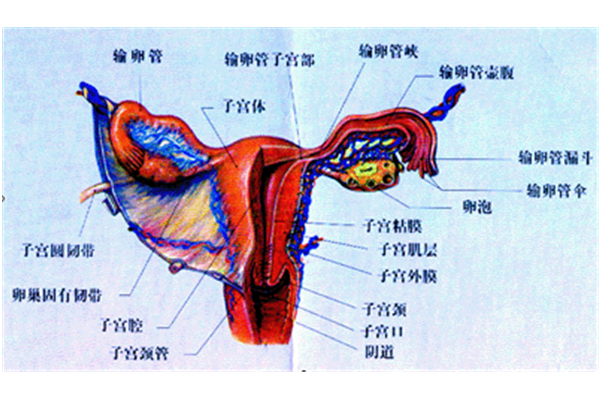 女阴图册360百科