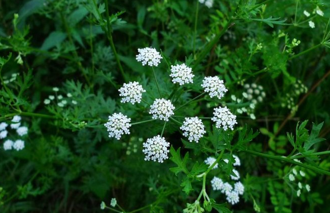 芹花- 求真百科