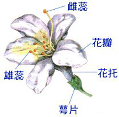 花托图册_360百科