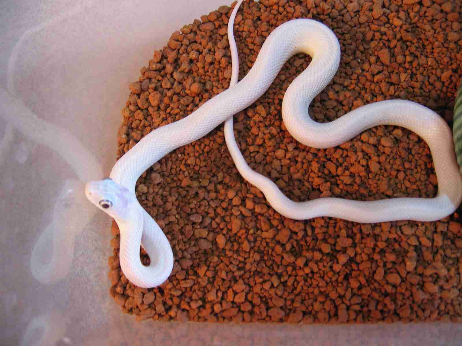扁尾海蛇 - 快懂百科