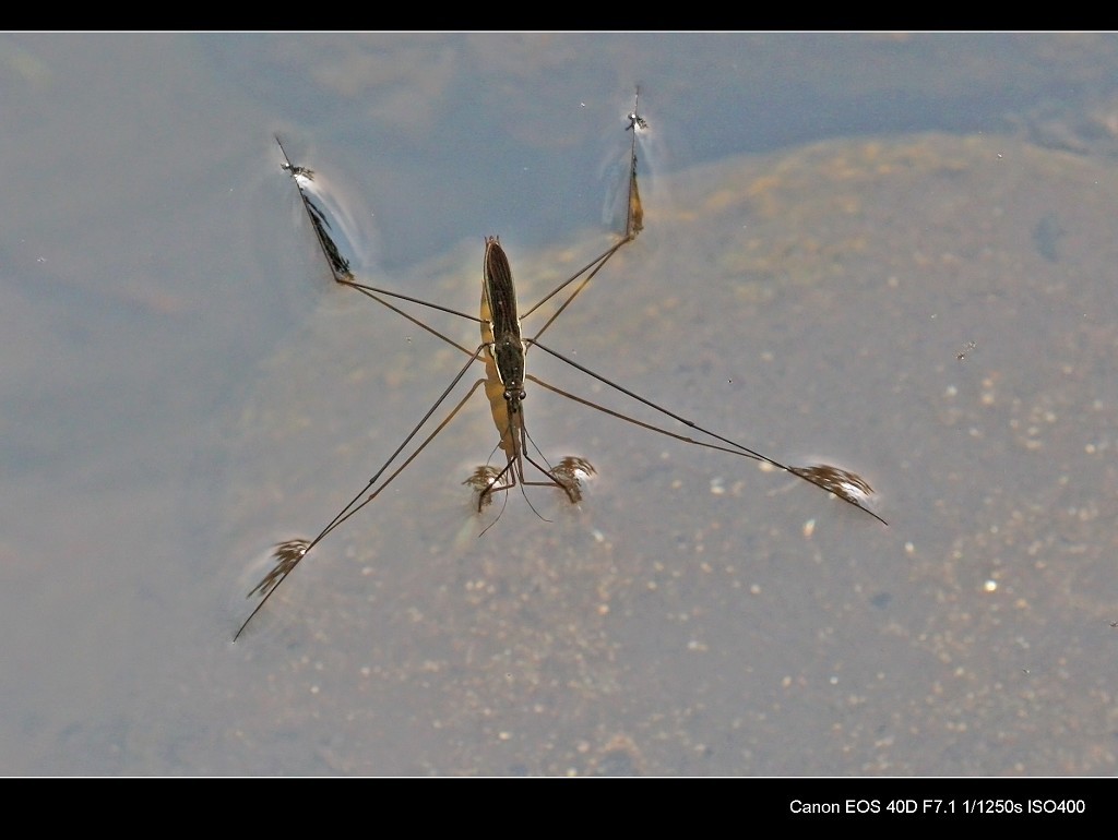 黑纹仰蝽-中国昆虫生态-图片
