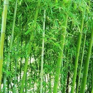 麻竹图册_360百科