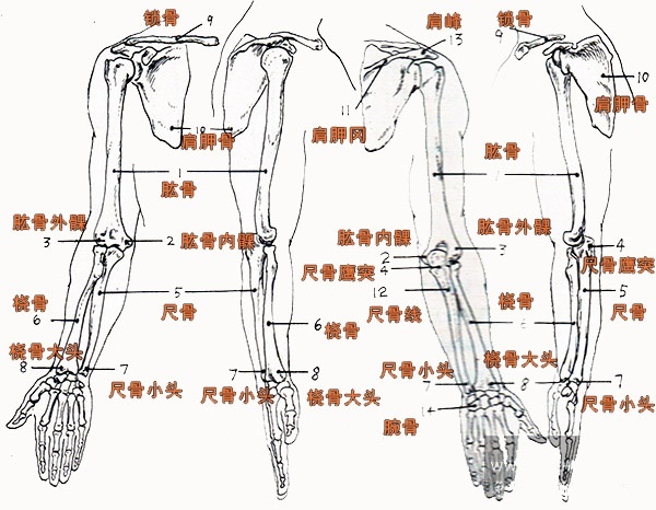 骨点_360百科