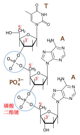 磷酸二酯键核苷酸图片