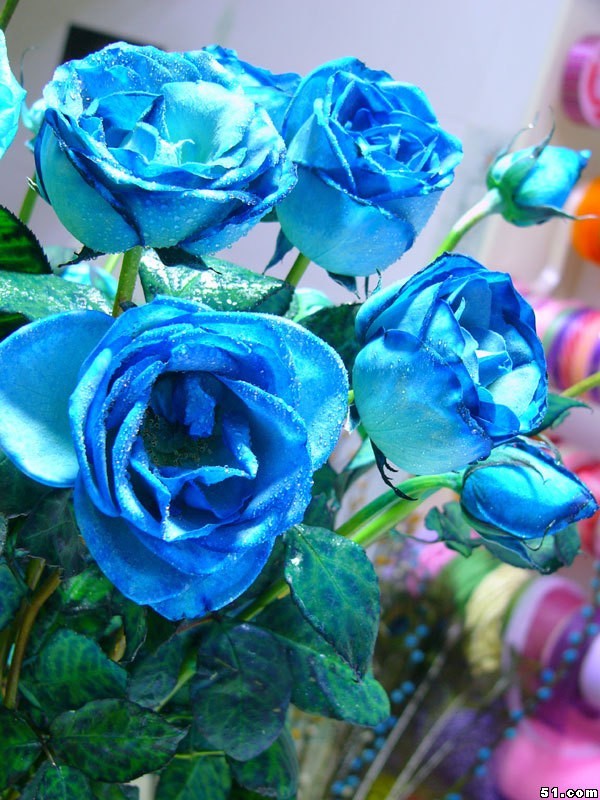 蓝玫瑰高清照图片