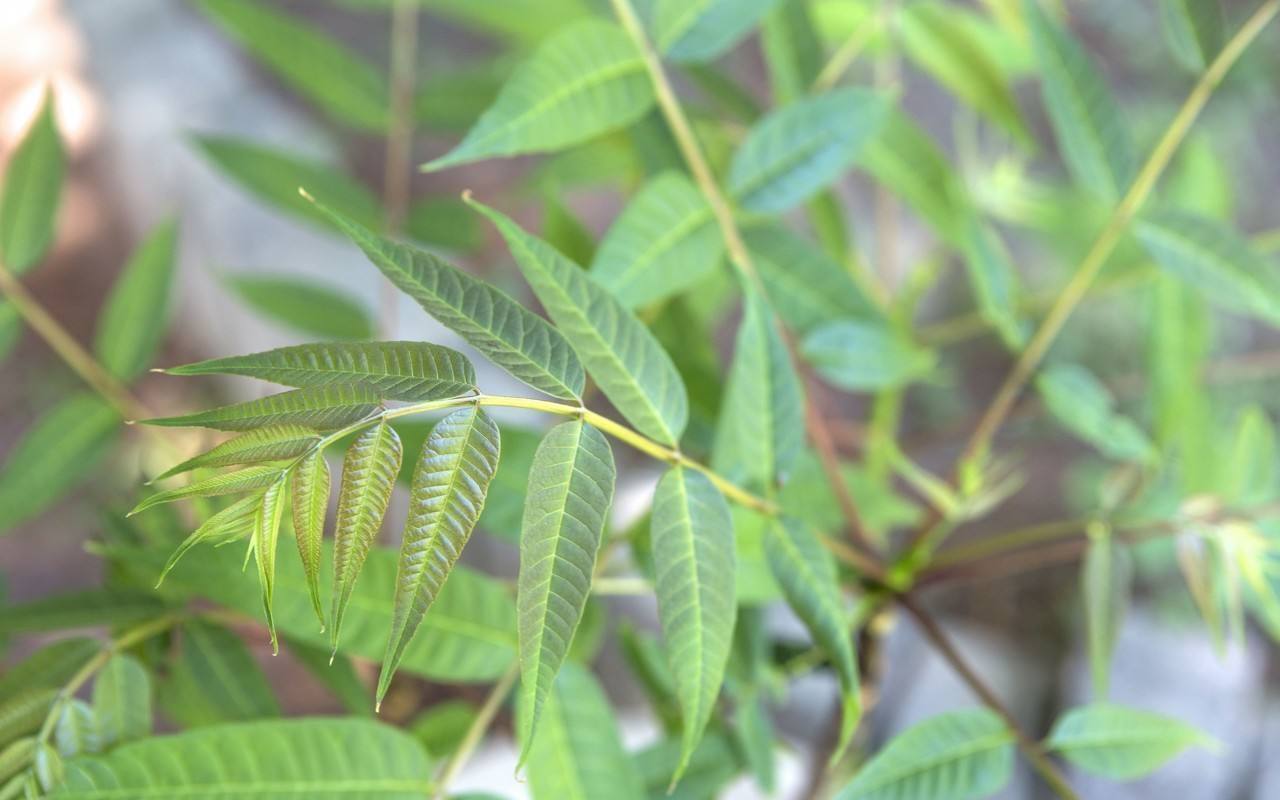 栲_360百科