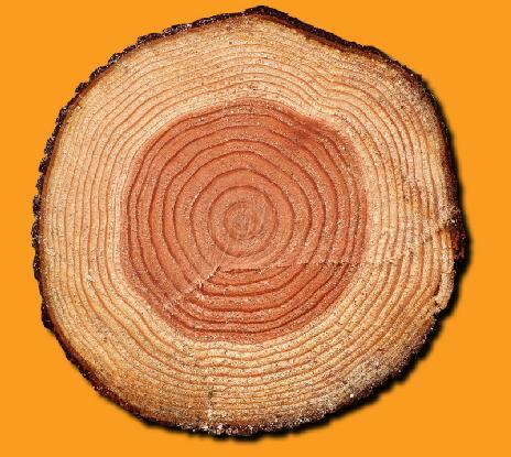 年轮