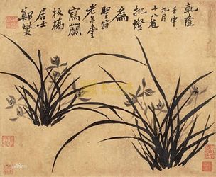 兰花_360百科