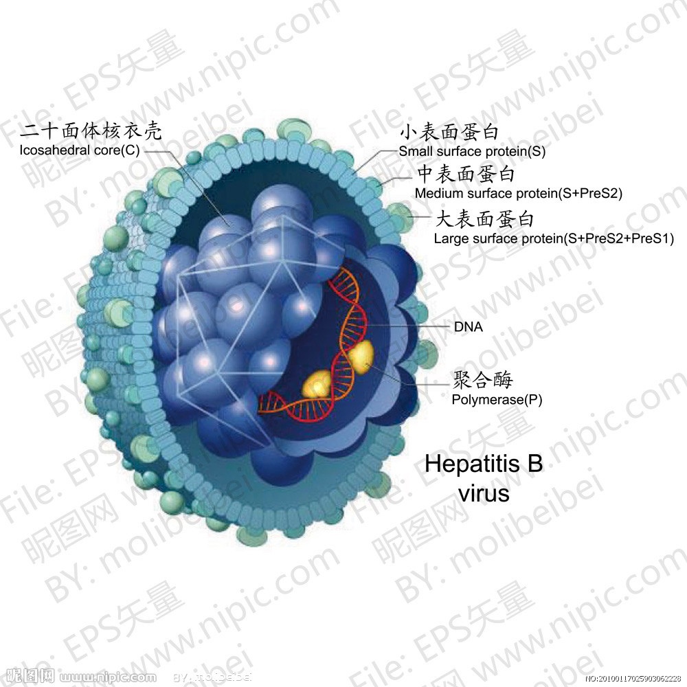 鼻病毒的症状是什么-用什么药最好 (鼻病毒的症状是什么样的)