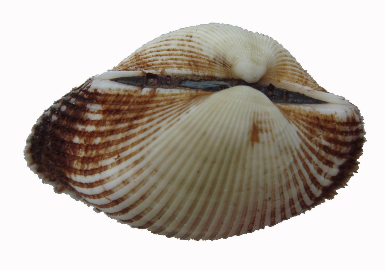 瓣鳃纲(动物 | 石材)