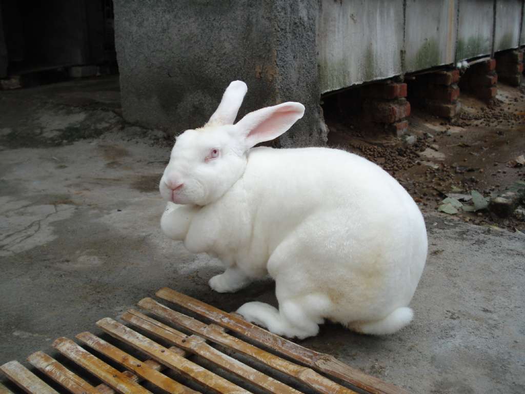 世界名画里最著名的兔子，就在这_阿尔弗雷德·