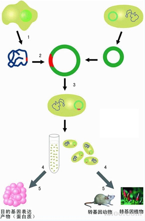 dna重组技术(植物 石材)