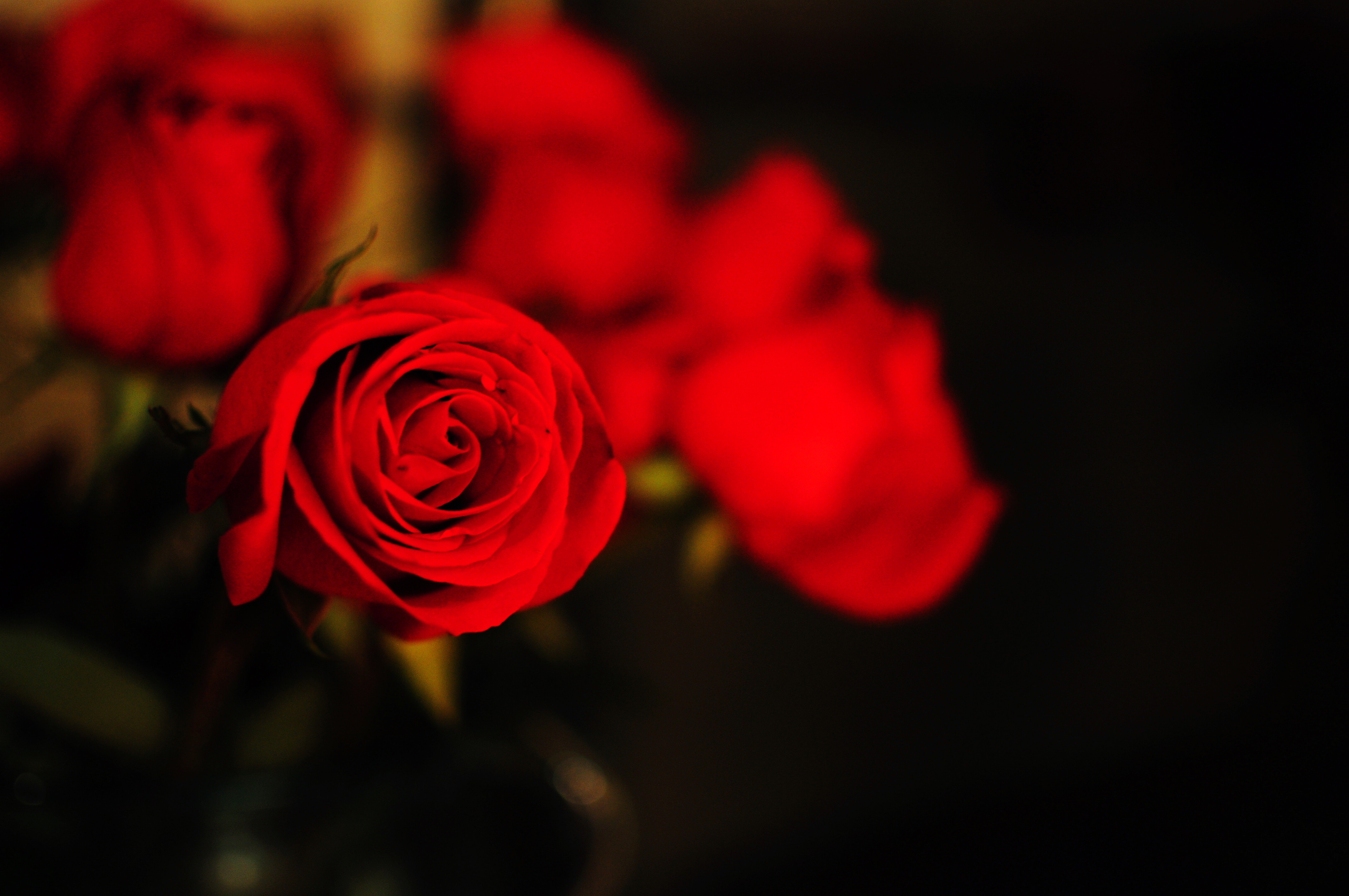 高清红色玫瑰花图片壁纸-壁纸图片大全