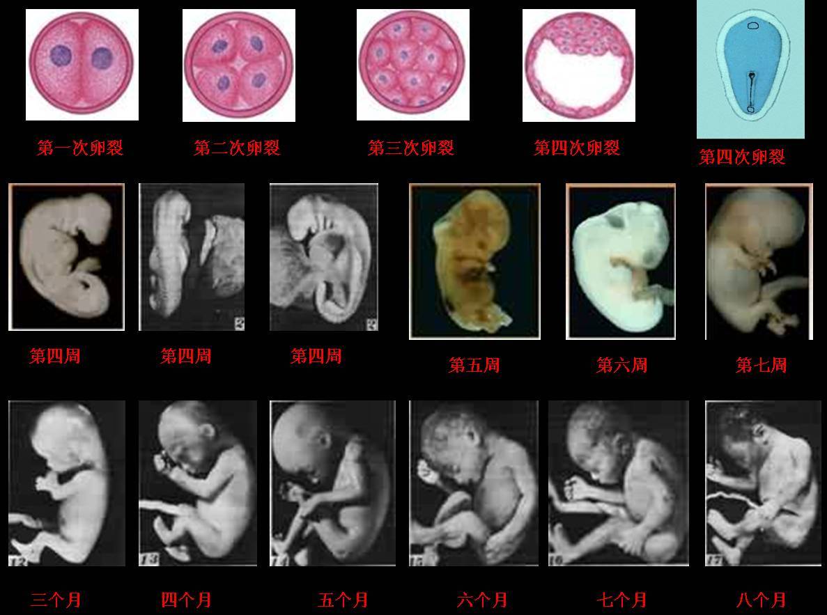 卵裂类型与囊胚