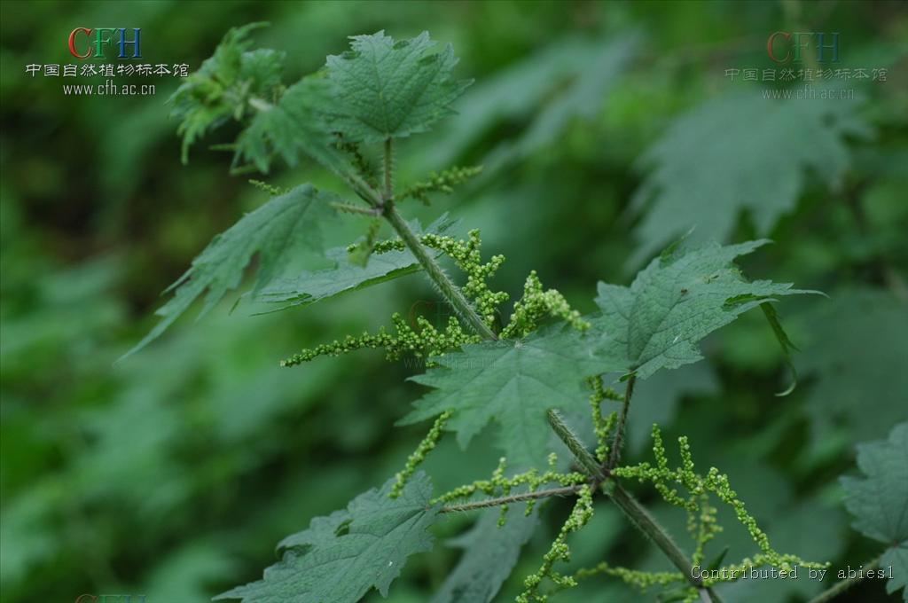 荨麻草_360百科