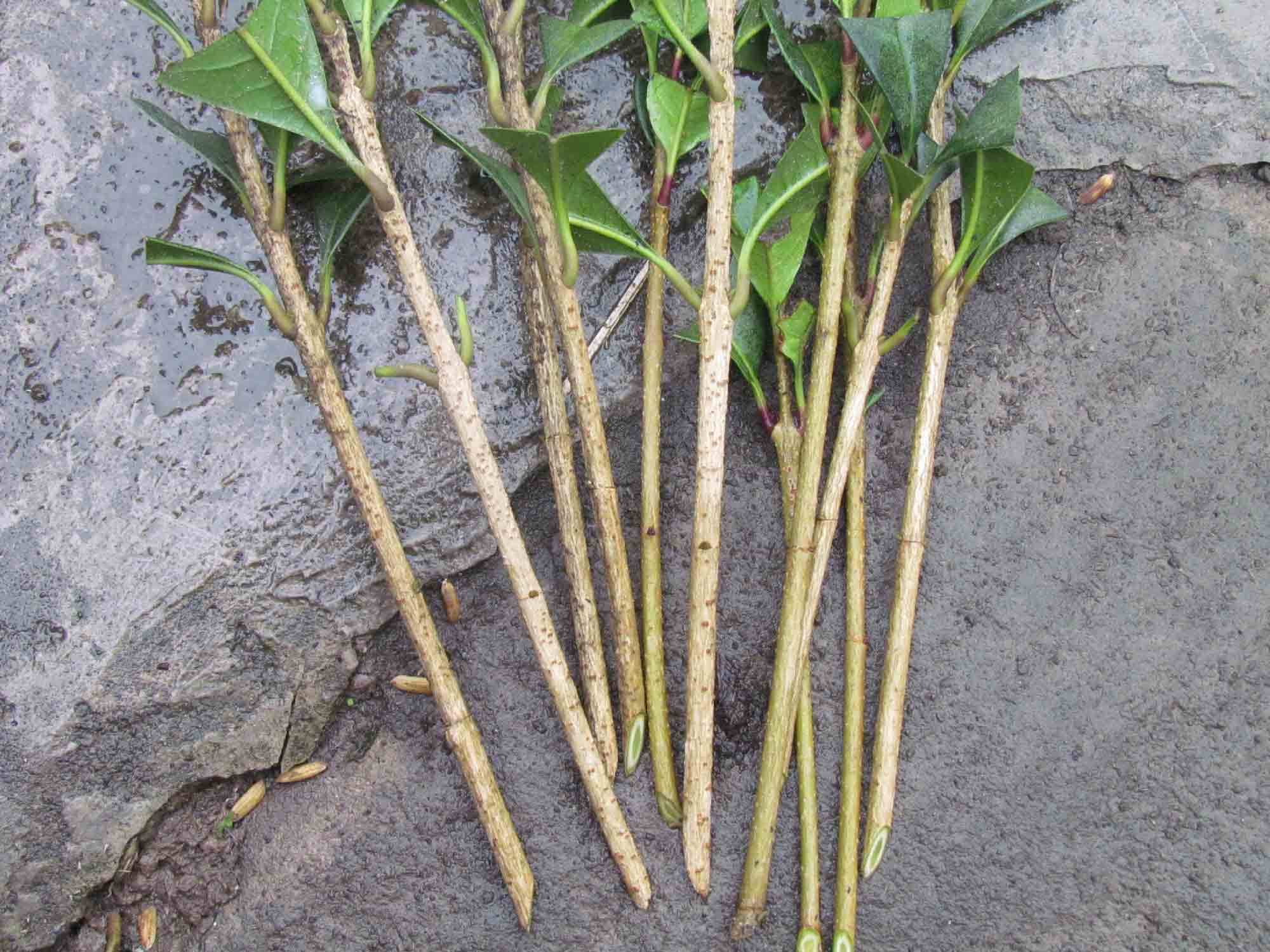 香椿树的扦插种植方法 - 花百科