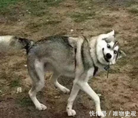 朱广权跨年网络