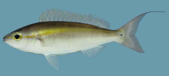 双斑眶棘鲈(动物)双斑眶棘鲈,脊索动物门-鱼纲-鲈形目-眶棘鲈科.