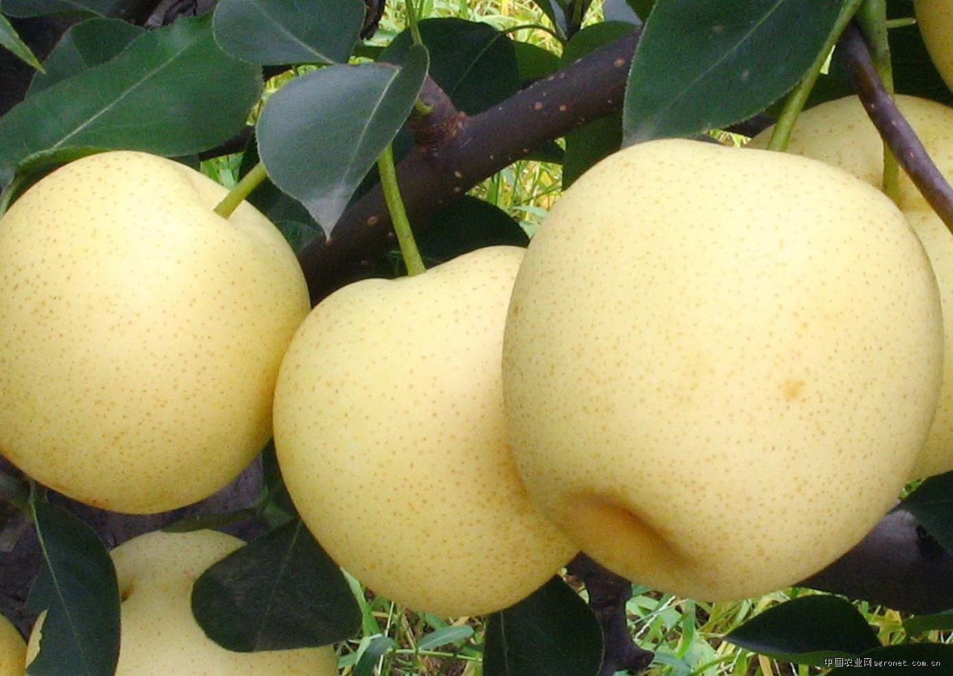 梨的品种及图片名称（中国最好吃的品种梨子排名及名称）-植物说