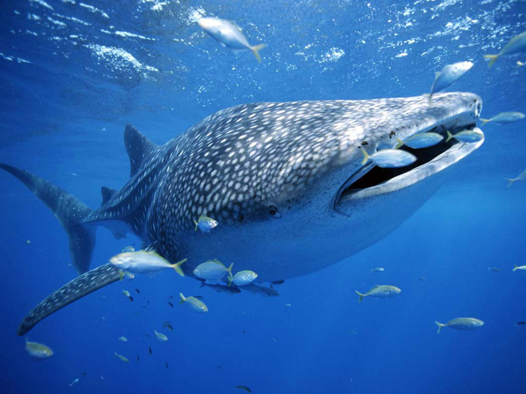 鲸鲨是世界上最大的杂食动物 - 神秘的地球 科学|自然|地理|探索