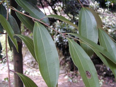 桂枝 樟目樟科植物 360百科