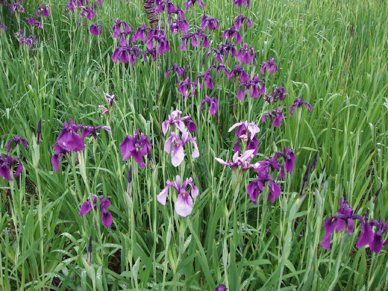 鸢尾草图册_360百科