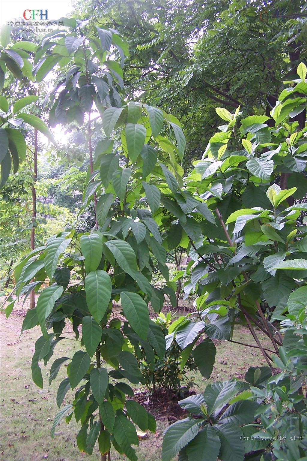 云南桤叶树_360百科