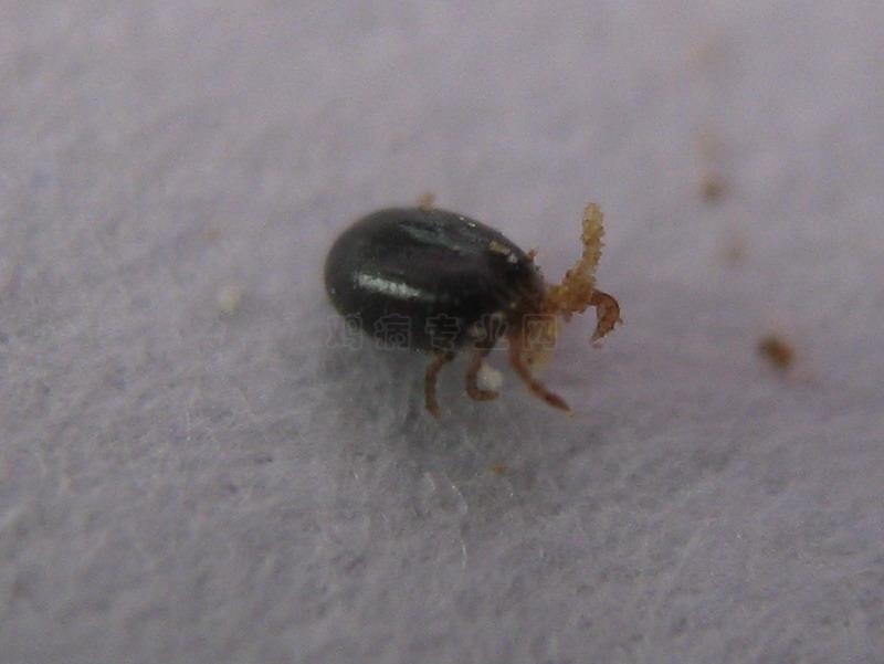 体外寄生虫_360百科