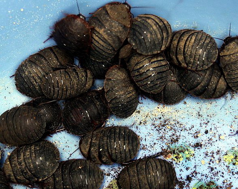 簸箕虫图册_360百科