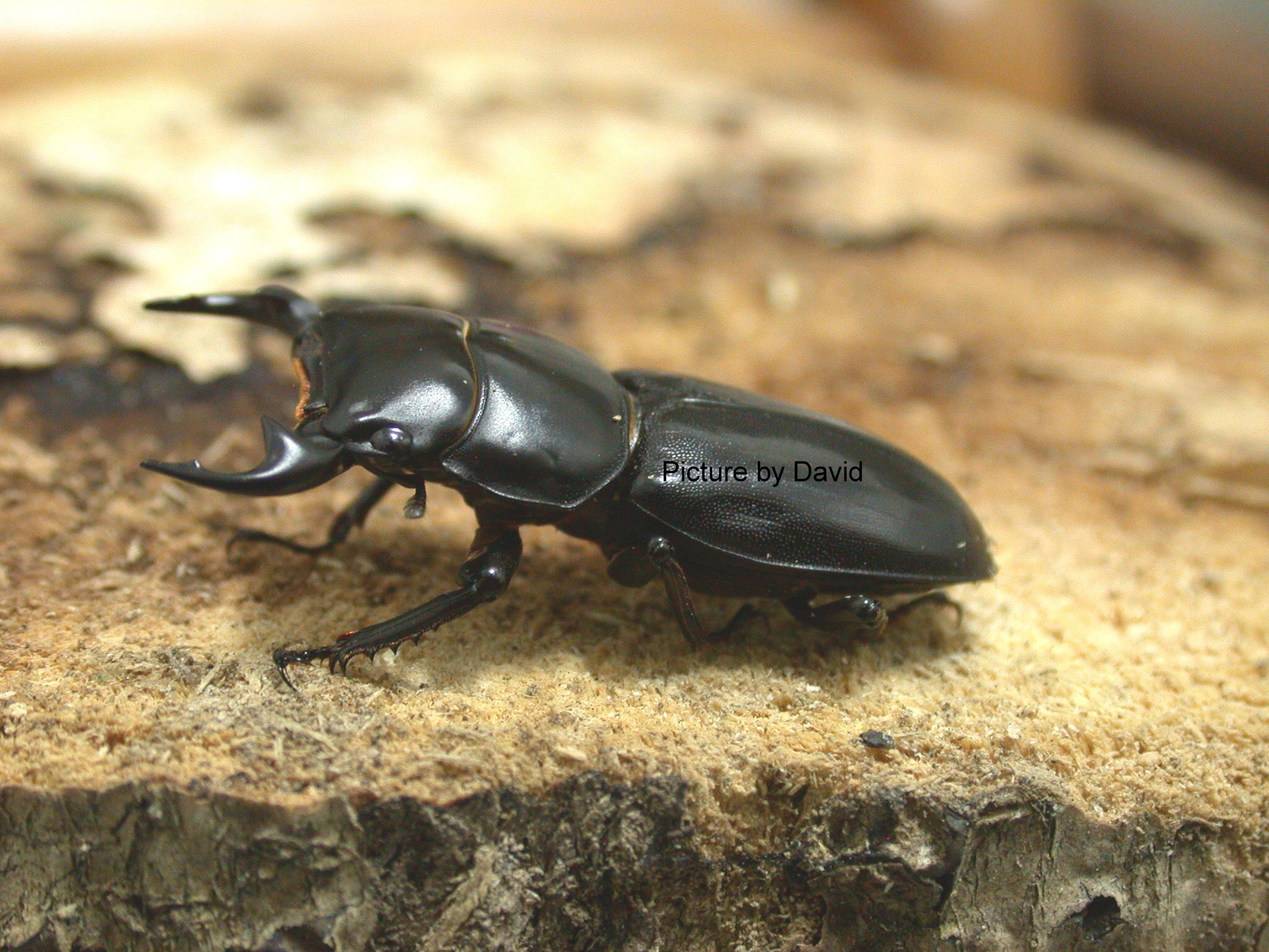 大锹形虫_360百科