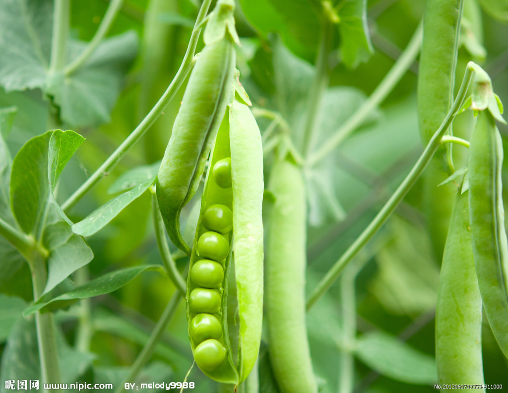 荷兰豆的养殖方法及注意事项 - 花百科