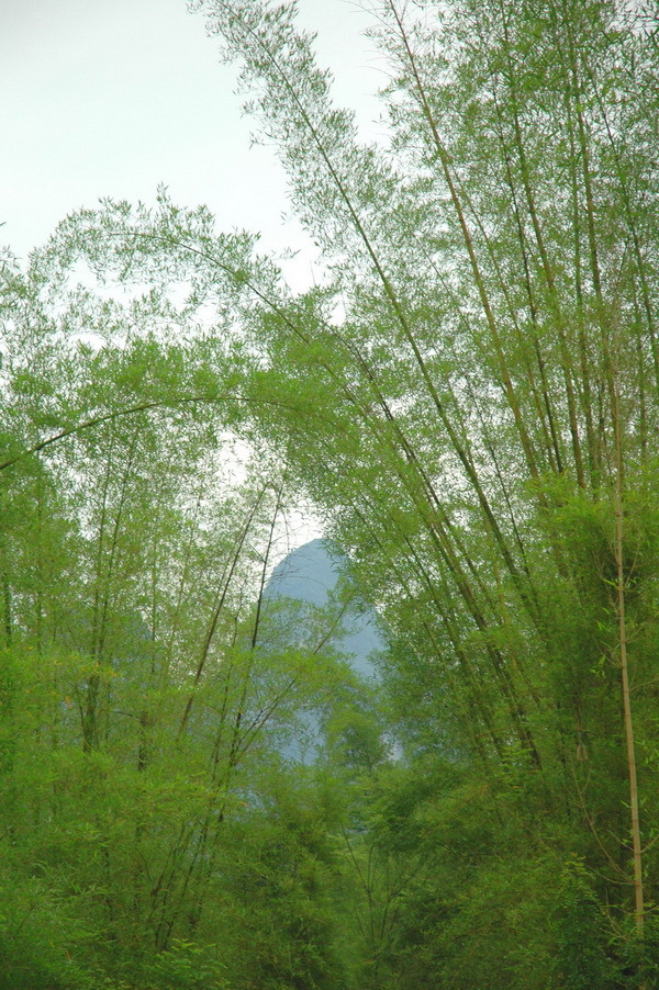 竹类植物_360百科