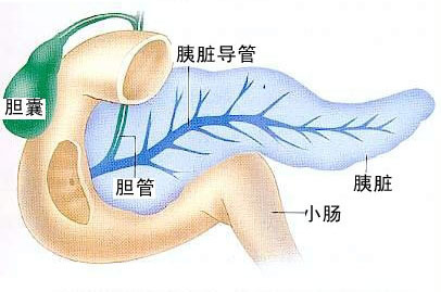 胰脏_360百科