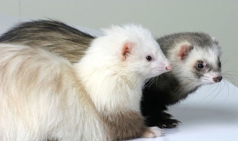 宠物貂图册_360百科