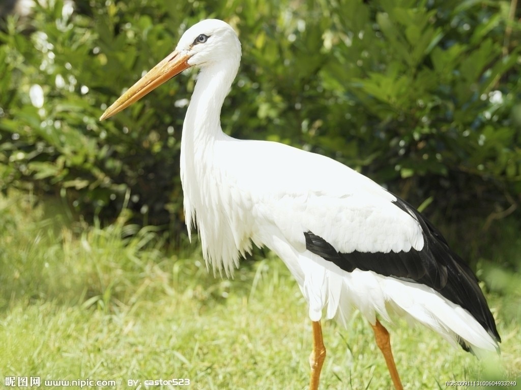 带你认识海珠湿地常见鸟类~ _湿地中国_www.shidi.org
