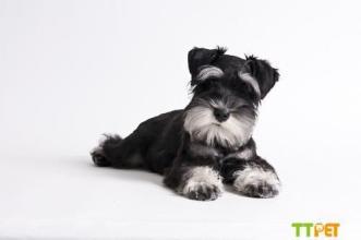 小型雪纳瑞犬 360百科