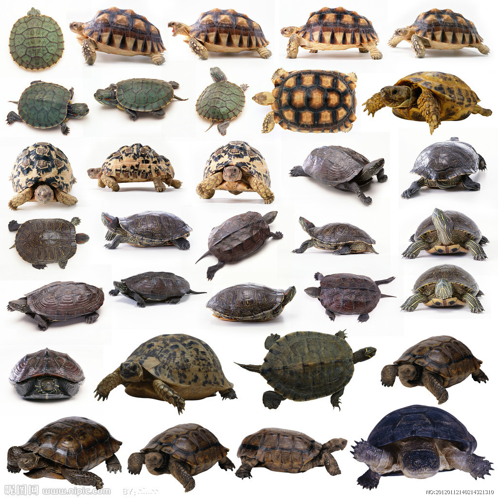 乌龟的种类图片及名称大全，100多种龟类图片合集-宠物主人