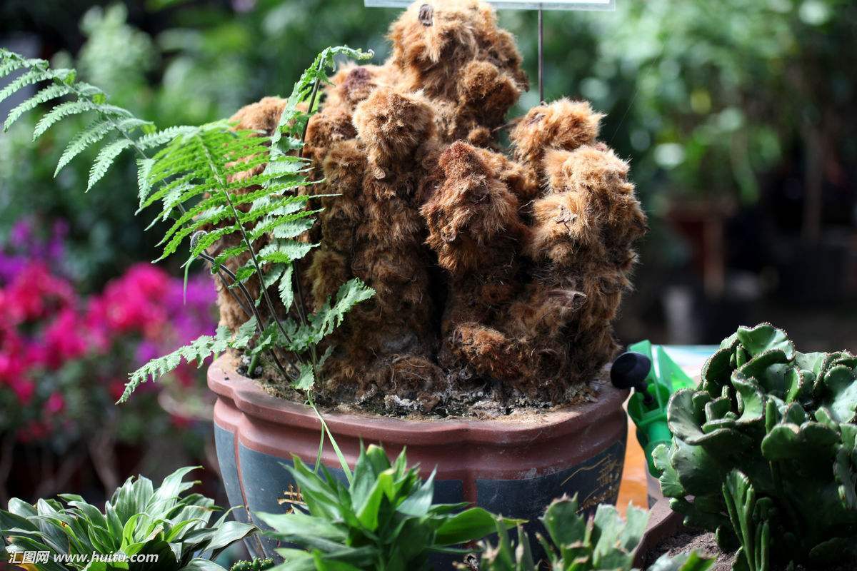 二级保护植物，“金毛狗蕨”，观赏性很高，据说广西遍地都是|金毛狗|植物|观赏性_新浪新闻