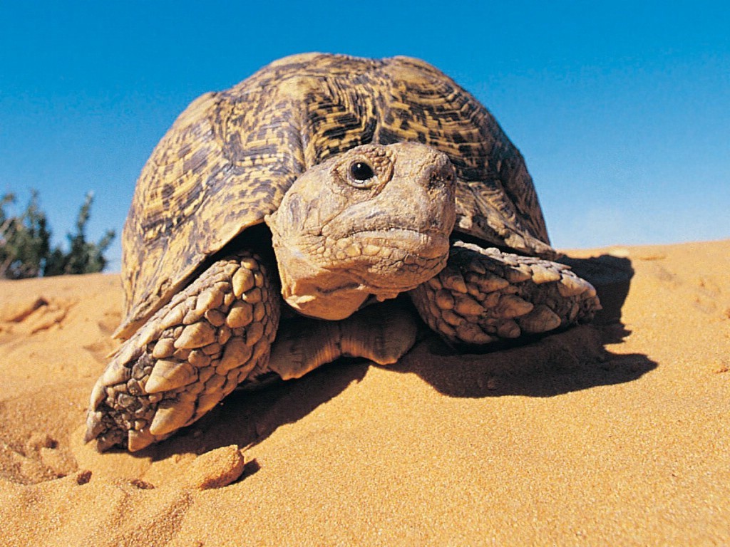 Angonoka Tortoise Facts