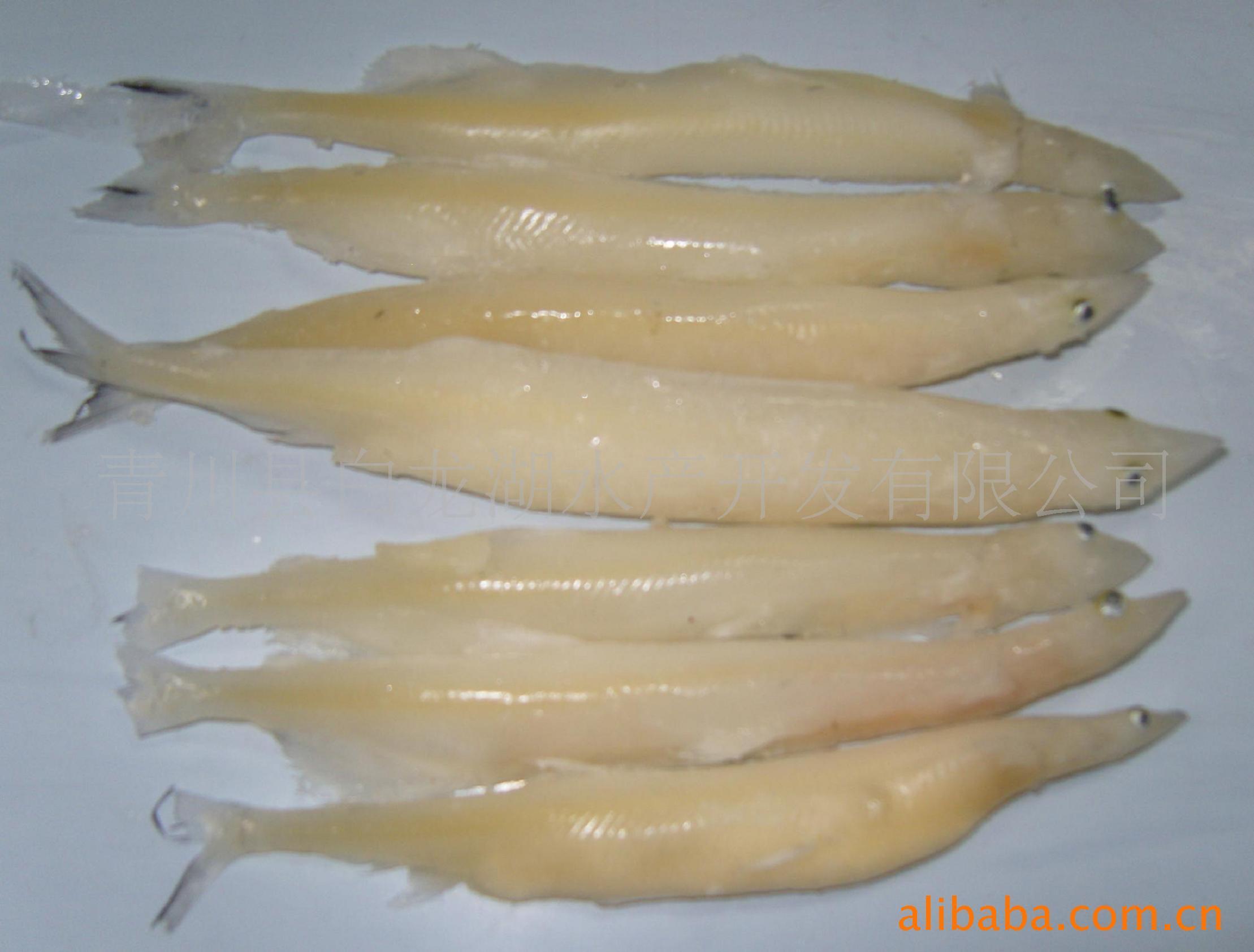 10.白肌银鱼-中国南方淡水鱼类-图片