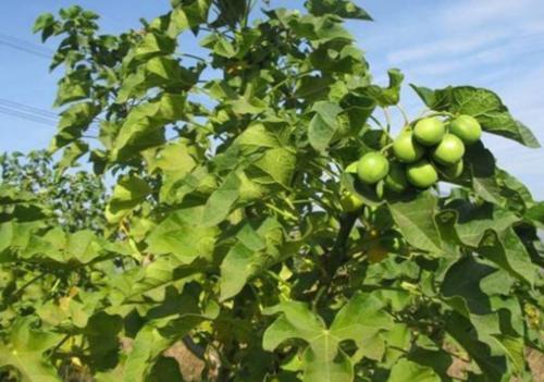 柴油现在价格多少钱一斤