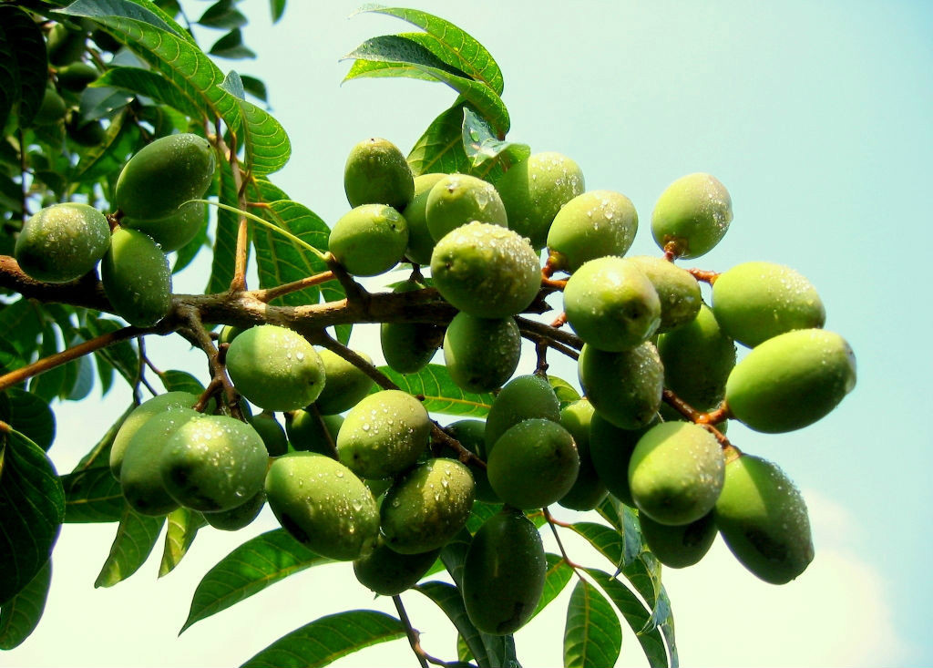 product-1-1 油橄榄图册_360百科