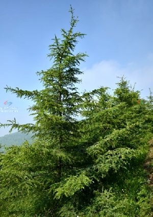 落叶松_360百科