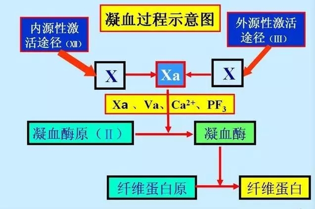 凝血机制图册_360百科