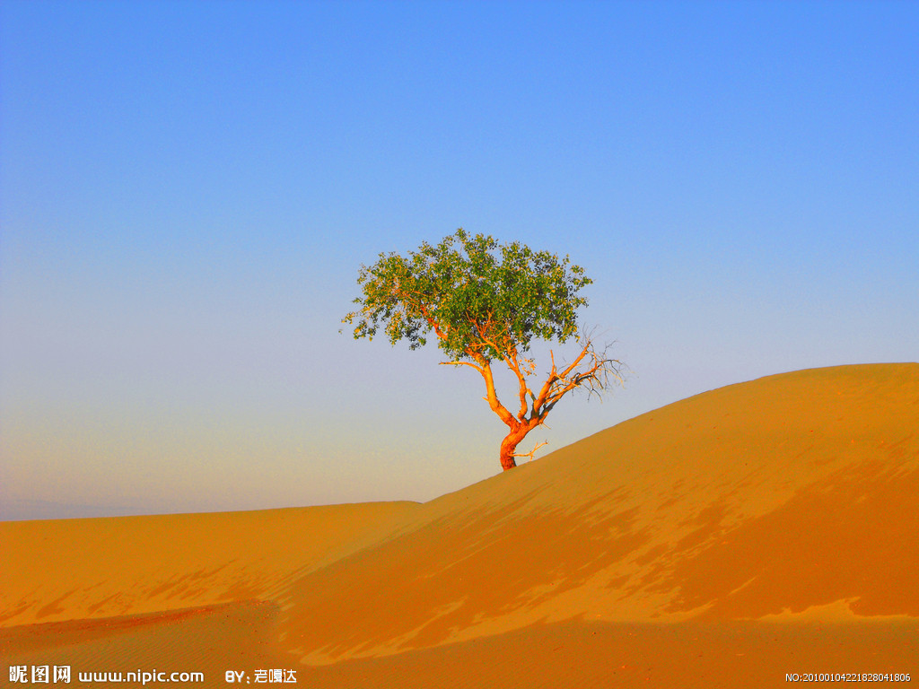 Gambar : pemandangan, pasir, padang rumput, gurun, tanah, pohon mati ...