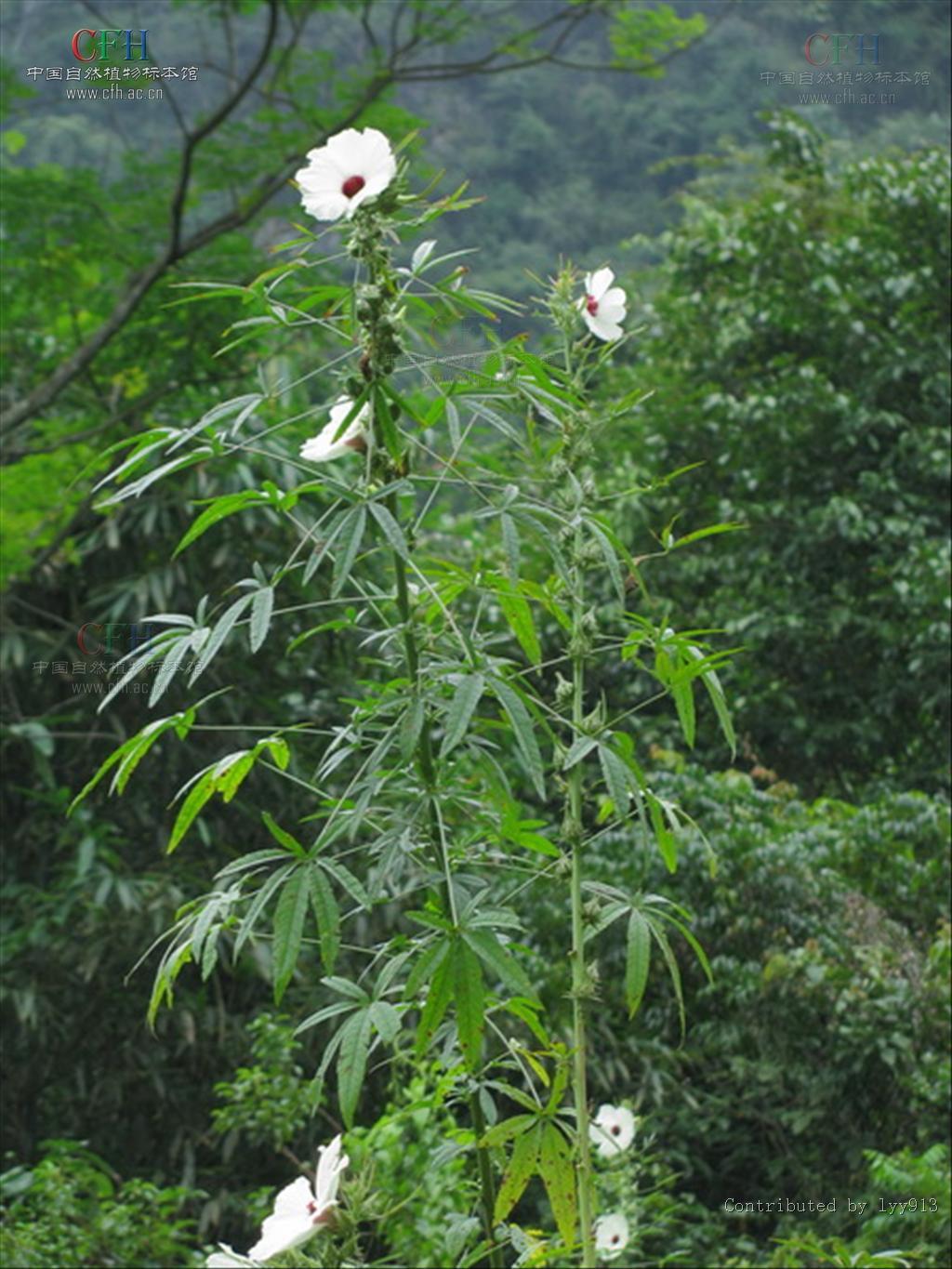 槿麻_360百科