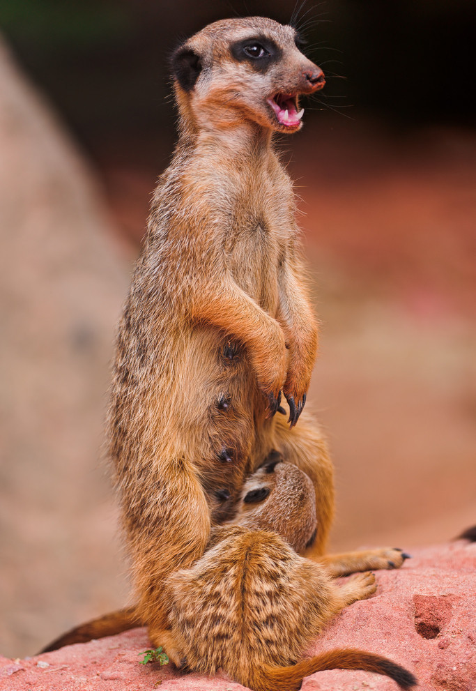 狐獴图册_360百科